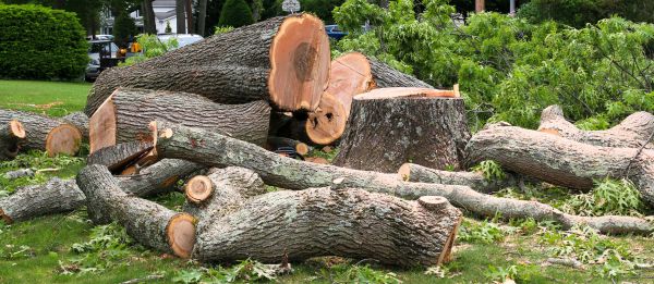 Large Tree Removal in Snellville