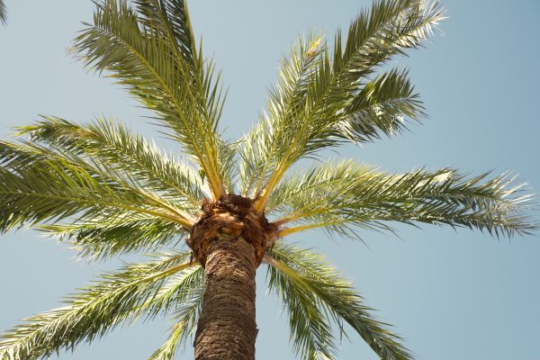 Palm Tree Removal in Snellville