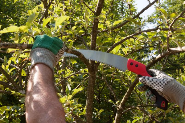 Small Tree Removal in Snellville
