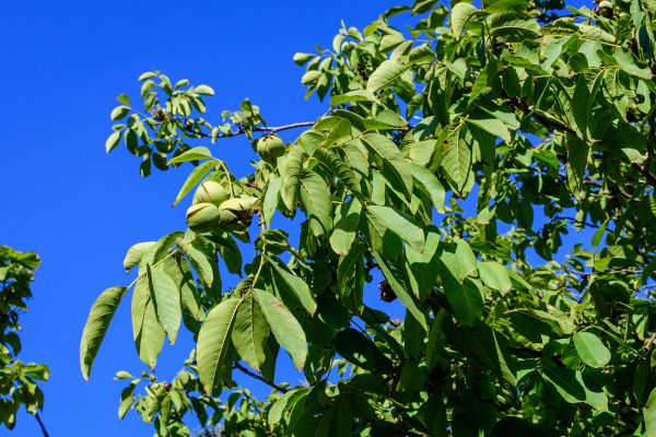 Walnut Tree Removal in Snellville