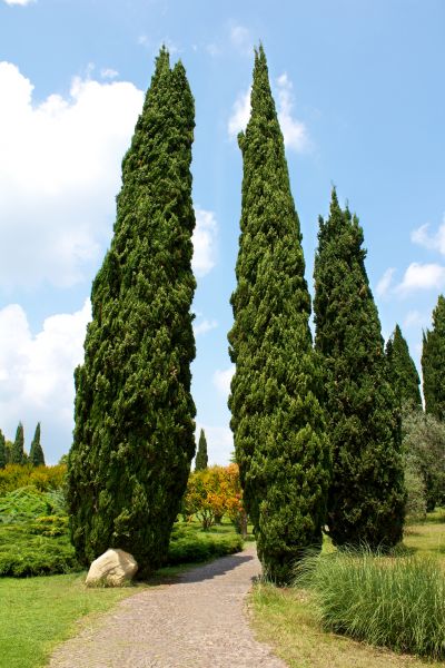 Cypress Tree Removal in Snellville