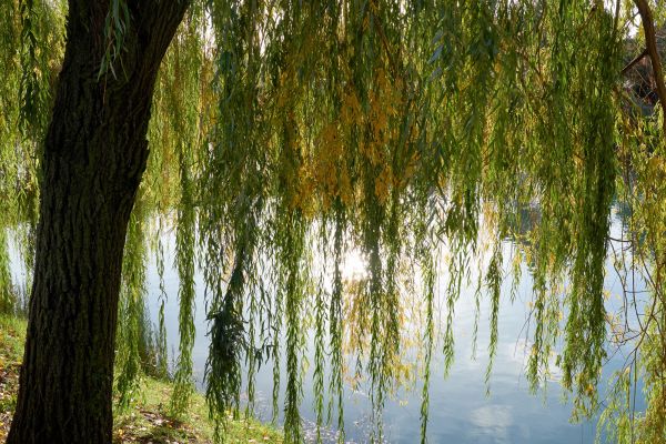 Willow Tree Removal in Snellville