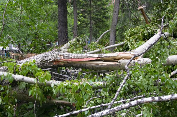 Birch Tree Removal in Snellville