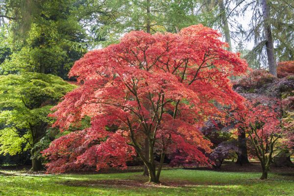 Maple Tree Removal in Snellville