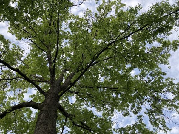Oak Tree Removal in Snellville