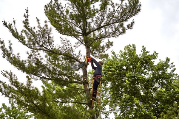 Pine Tree Removal in Snellville