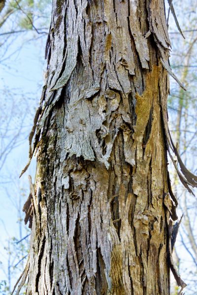 Hickory Tree Removal in Snellville
