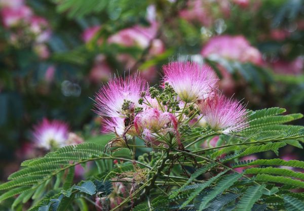 Mimosa Tree Removal in Snellville