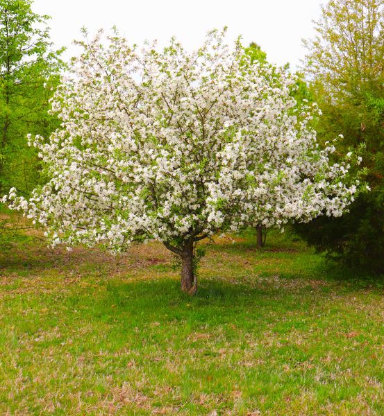 Dogwood Tree Removal in Snellville