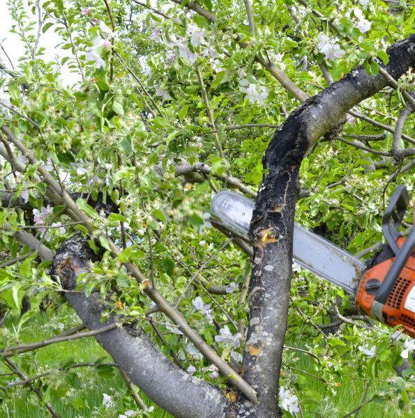 Apple Tree Removal in Snellville