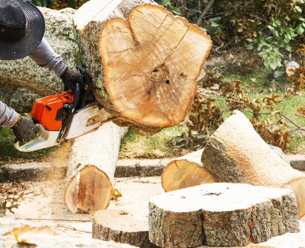 Tree Removal Service in Snellville
