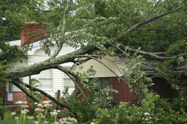 Emergency Tree Removal in Snellville
