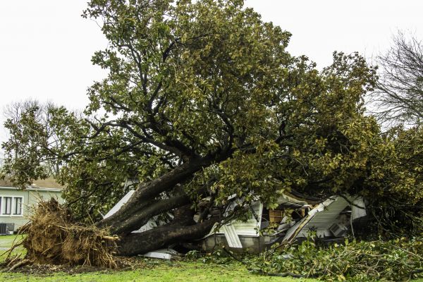 Fallen Tree Removal in Snellville
