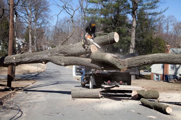 Residential Tree Removal in Snellville