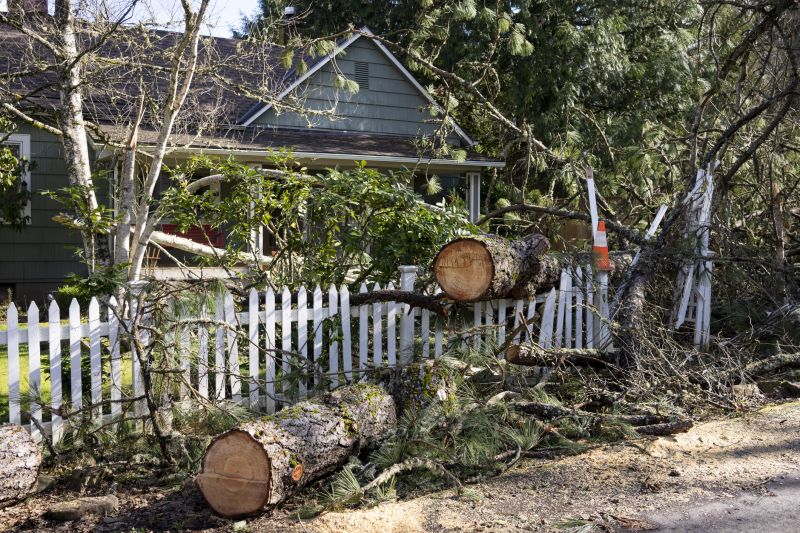 Fallen Tree in Front Yard