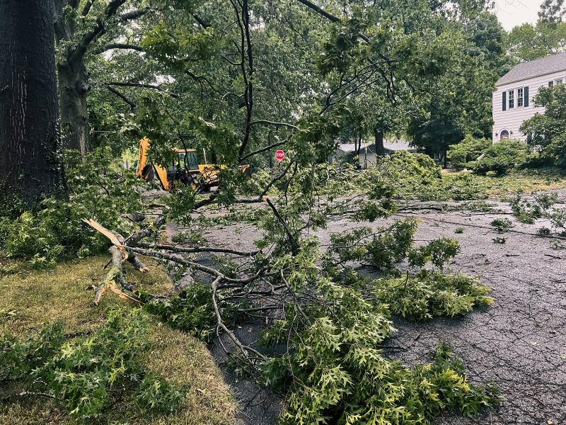 Tree Debris Cleanup