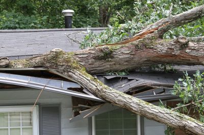 Storm Damage Tree Removal