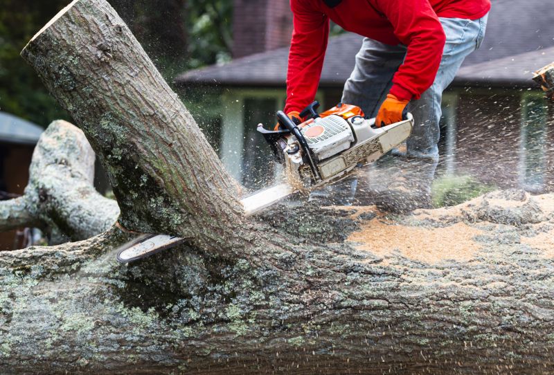 Small Tree Removal
