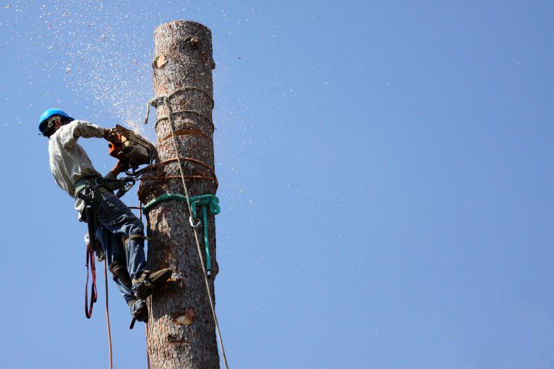 Tree Removal Service