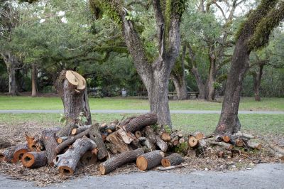 Stump Grinding Finish