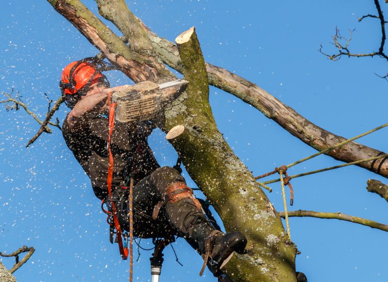 Winter Tree Cutting