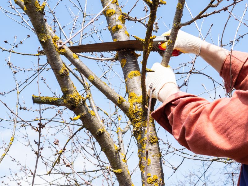 Spring Tree Removal
