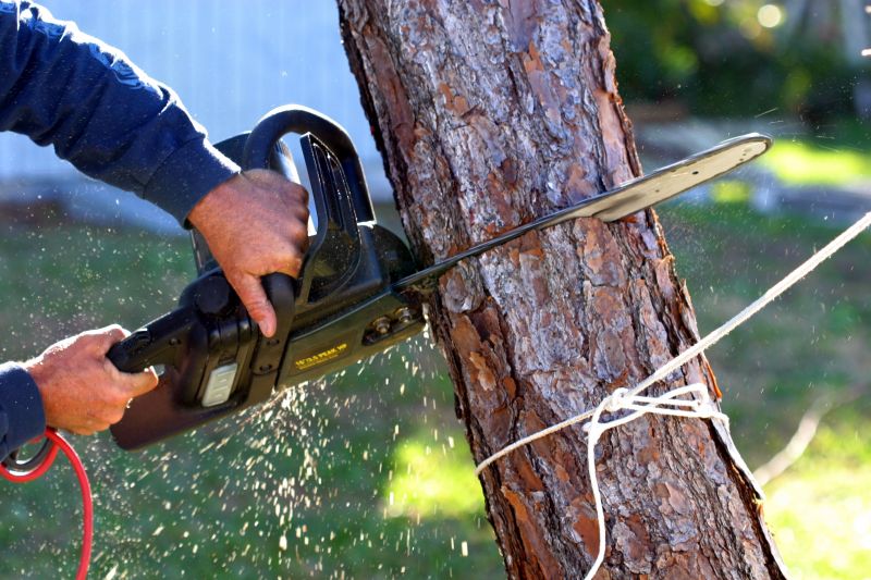 Summer Tree Removal