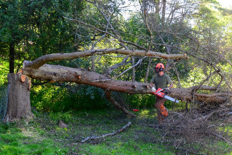 Tree Removal in Progress