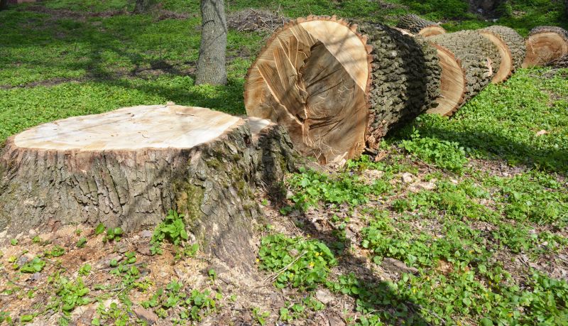 Tree in Dormant State