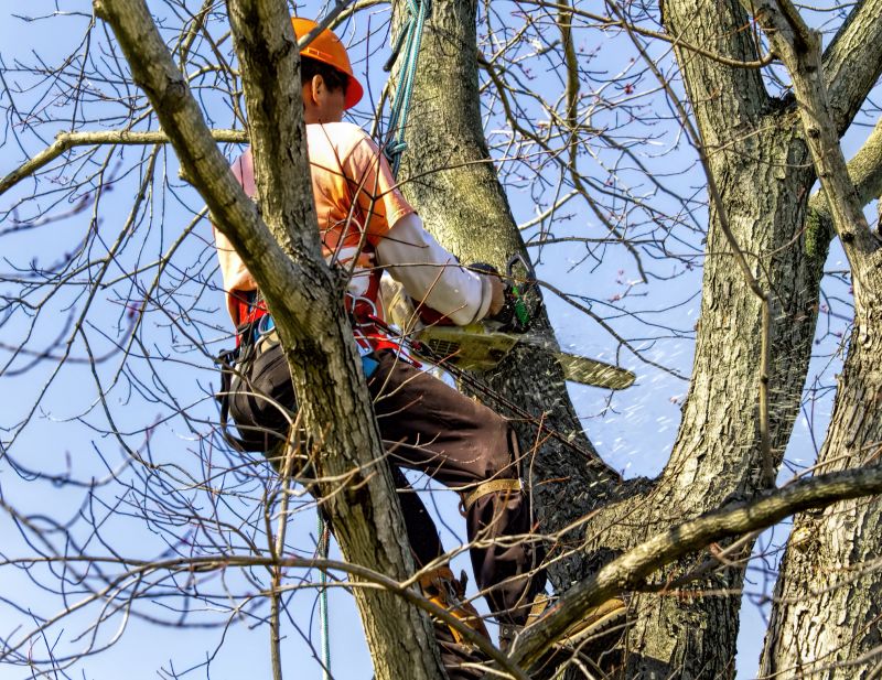 Seasonal Tree Removal Planning