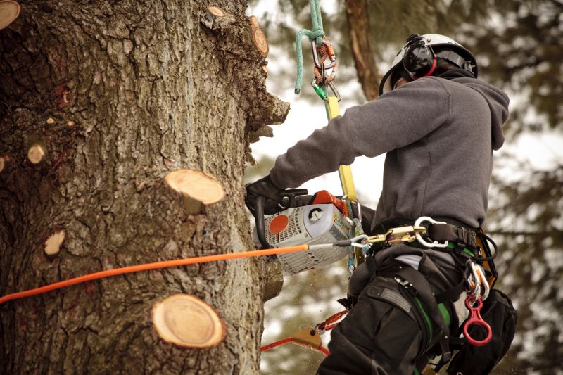 Tree Cutting in Action
