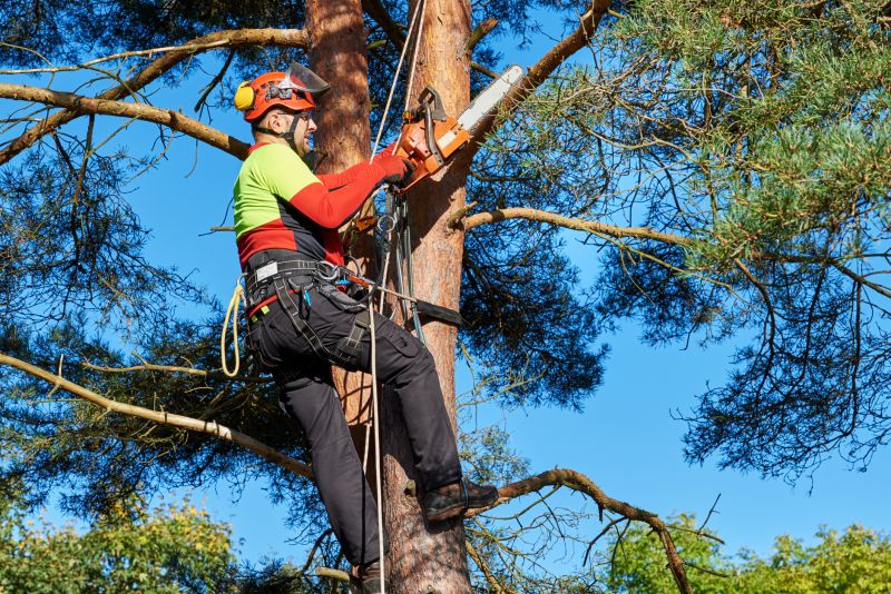 Professional Tree Removal in Action